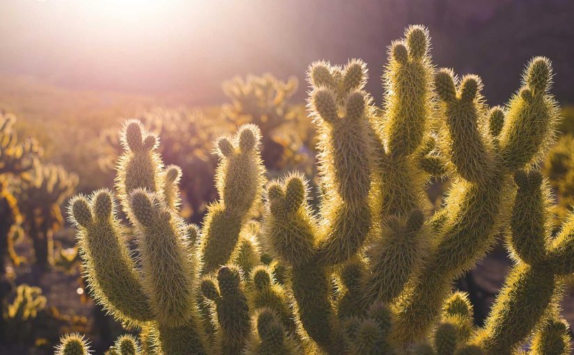 スポーツ選手のドリームを支える