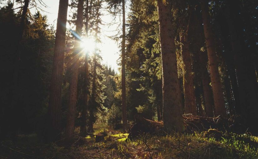 限界を超えるスポーツコミットメント